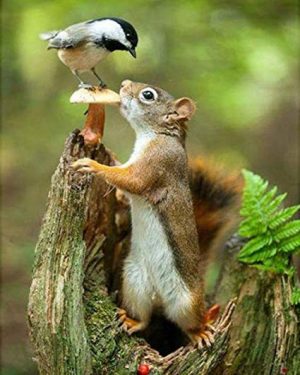 Squirrel And Bird Paint By Numbers