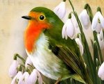 Robin Bird Paint By Numbers