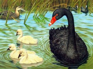 Black Swan And Ducks Paint By Numbers