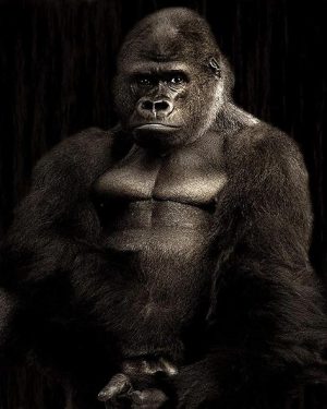 Black Big Gorilla Paint By Numbers