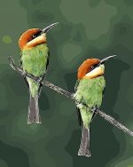 birds paint by numbers