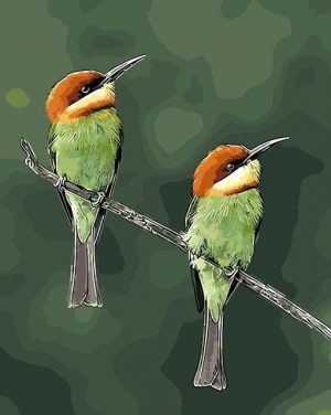 birds paint by numbers