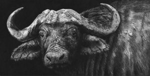 Monochrome Buffalo Paint By Numbers