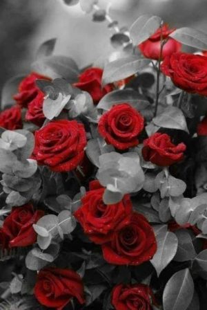 Red Roses Flowers Paint By Numbers