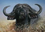 Black Buffalo Paint By Numbers