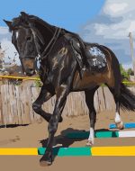 Black Stallion Paint By Numbers