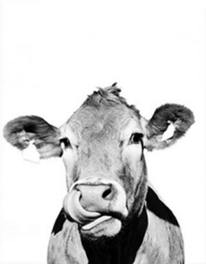 Monochrome Cattle Paint By Numbers