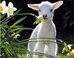 Baby Lamb Paint By Numbers