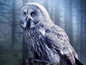 Great Grey Owl Paint By Numbers