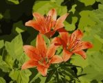 Orange Lily Flowers Paint By Numbers