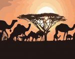 Camels Sunset Silhouette Paint By Numbers