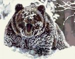 Wild Brown Bear Animals Paint By Numbers