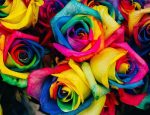 Colorful Roses Paint By Numbers