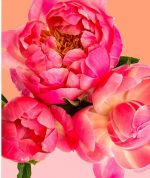 Pink Chinese Peonies Paint By Numbers