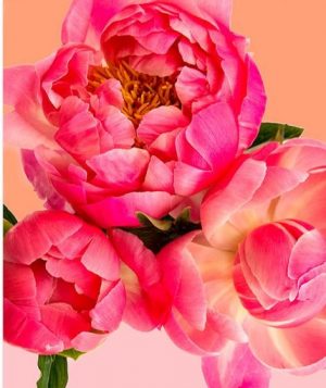 Pink Chinese Peonies Paint By Numbers