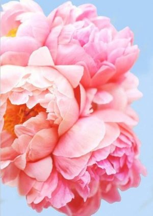 Pink Peonies Paint By Numbers