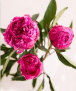 Pink Chinese Peonies Paint By Numbers