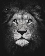 Black And White Lion Paint By Numbers