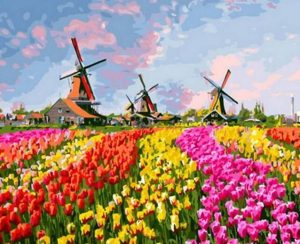 Tulips Field Paint By Numbers