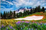 Mount Rainier Flowers Field Paint By Numbers