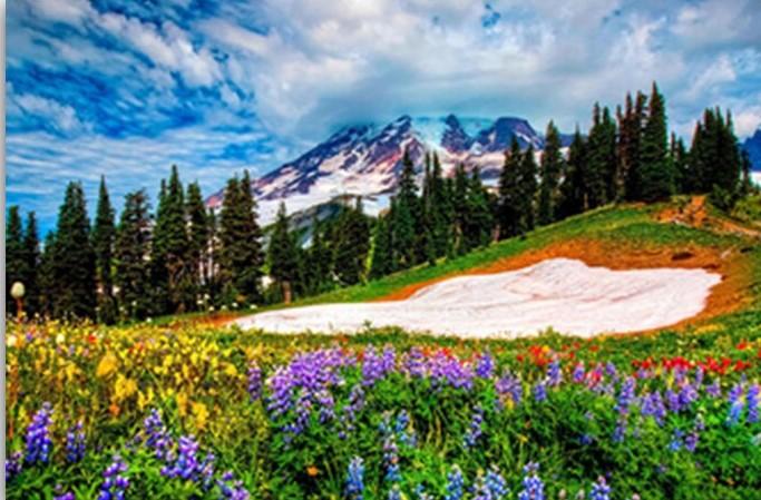Mount Rainier Flowers Field Paint By Numbers