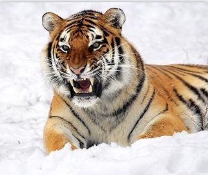 Tiger In The Snow Paint By Numbers