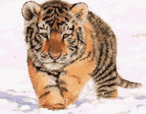 Tiger Cub In Snow Paint By Numbers