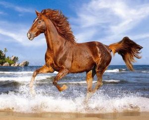 Horse on the Beach Animals Paint By Numbers