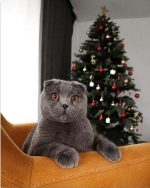 British Shorthair Cat Paint By Numbers