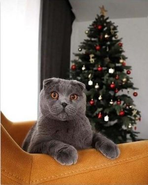 British Shorthair Cat Paint By Numbers