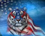 American Tiger Paint By Numbers