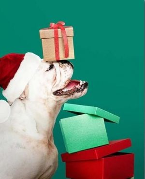 Christmas Bulldog And Gifts Paint By Numbers