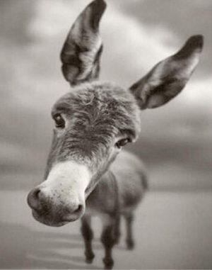 Black And White Donkey Paint By Numbers