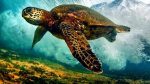 Sea Turtle Underwater Paint By Numbers