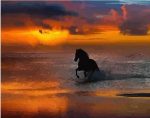 Horse Silhouette Paint By Numbers