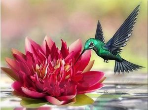 Broad Billed Hummingbird Paint By Numbers