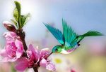 Hummingbird On Flowers Paint By Numbers