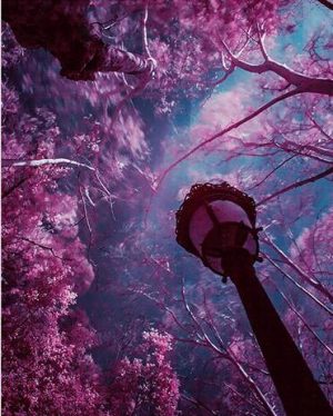 Purple Leafed Trees Under Sky Landscape Paint By Numbers