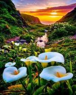 Calla Lily Valley Paint By Numbers