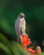 Bulbul Bird Paint By Numbers