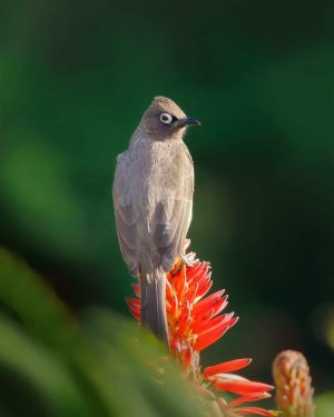 Bulbul Bird Paint By Numbers