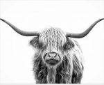 Black And White Highland Cow Paint By Numbers