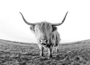 Wild Highland Cow Paint By Numbers