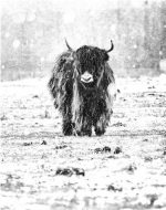 Highland Cow In Snow Paint By Numbers