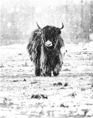 Highland Cow In Snow Paint By Numbers