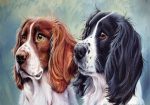 Springer Spaniel Twins Paint By Numbers