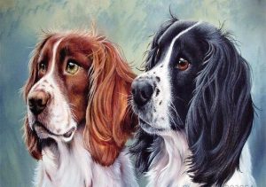 Springer Spaniel Twins Paint By Numbers