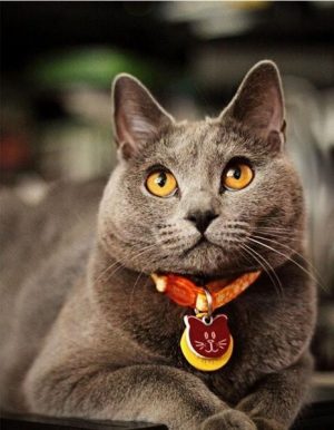Yellow Eyes Cat Paint By Numbers
