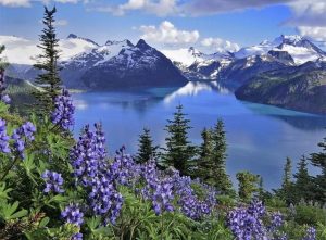 Lake Garibaldi Lupins Paint By Numbers