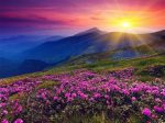 Purple Sunset Over Flowers Meadow Paint By Numbers